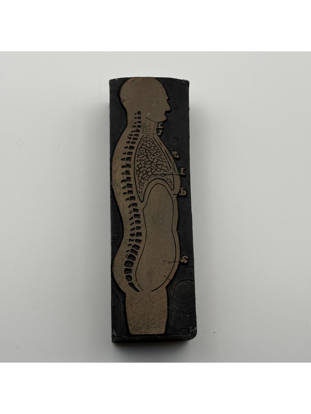 Vintage Copper Printing Block Anatomy Human Spine Torso Medical Stamp - Picture 5 of 5